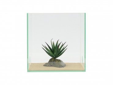 Tiger Aloe - 10cm